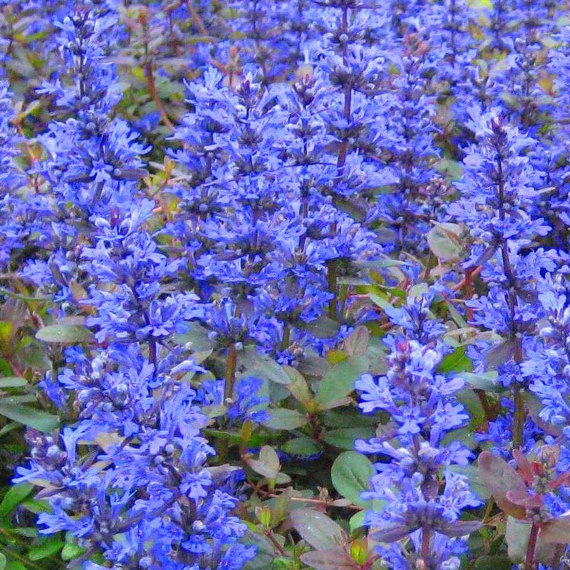 Ajuga reptans 'Valfredda' (9cm)