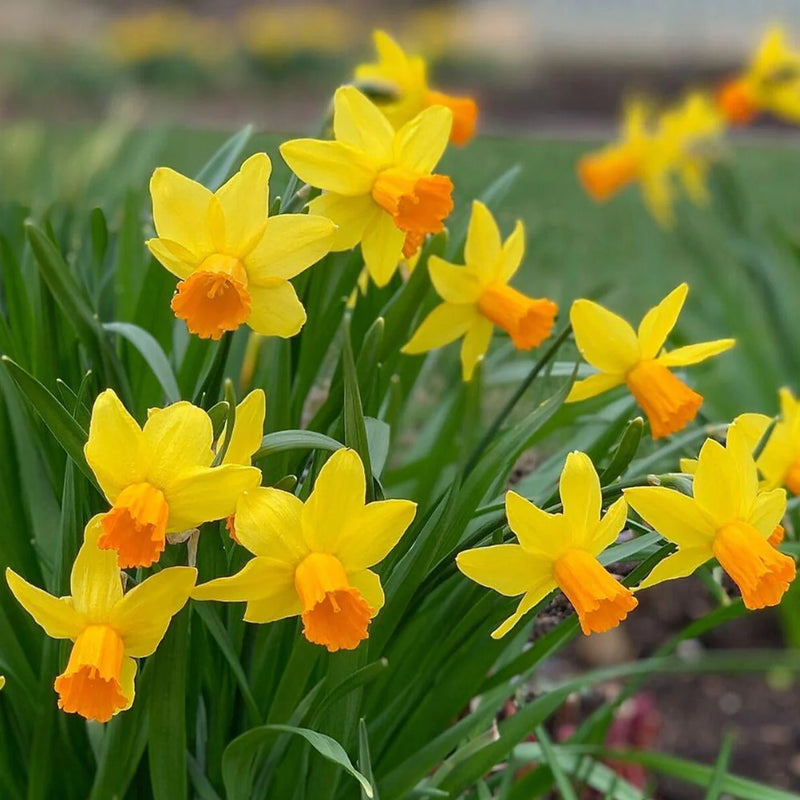 Daffodil Narcissus 'Jetfire' (20 Pack)