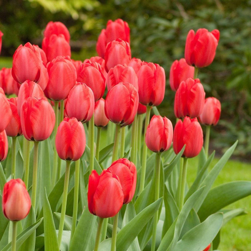Tulip 'Red Impression' (7 Pack)