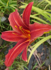 Deep red flower of the ‘Crimson Pirate’ daylily