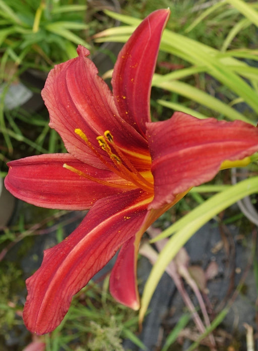 Deep red flower of the ‘Crimson Pirate’ daylily