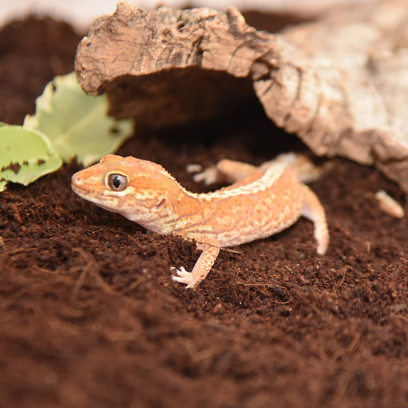 HabiStat Coir Substrate (60 Litres)