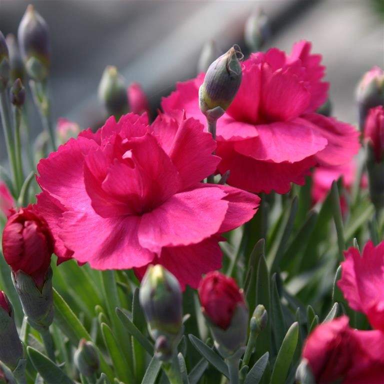 Dianthus Annette