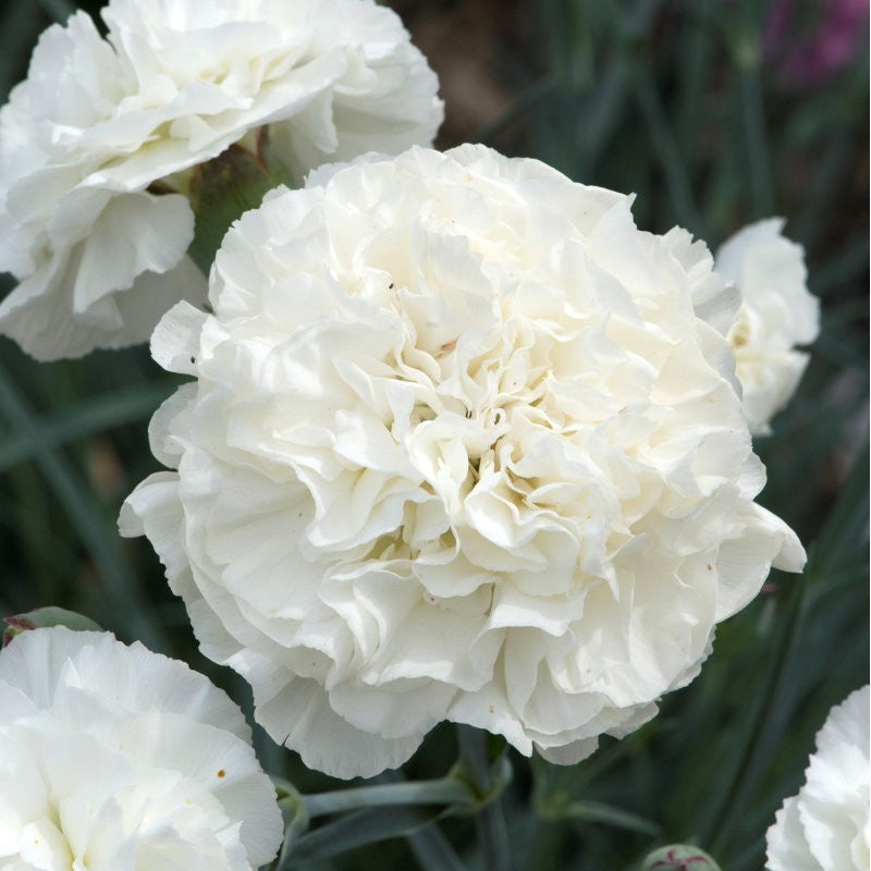 Dianthus 'Bridal Star'   2L