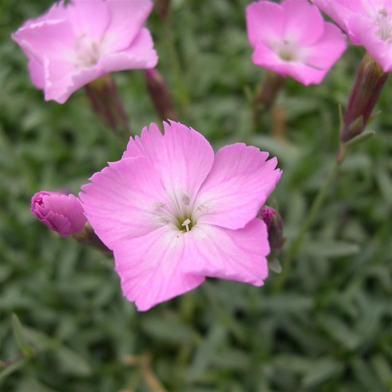 Dianthus 'La Bourboule' (9cm)