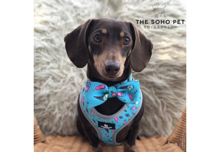 Ancol Soho Reversable Bow Tie Dino/Ice Cream