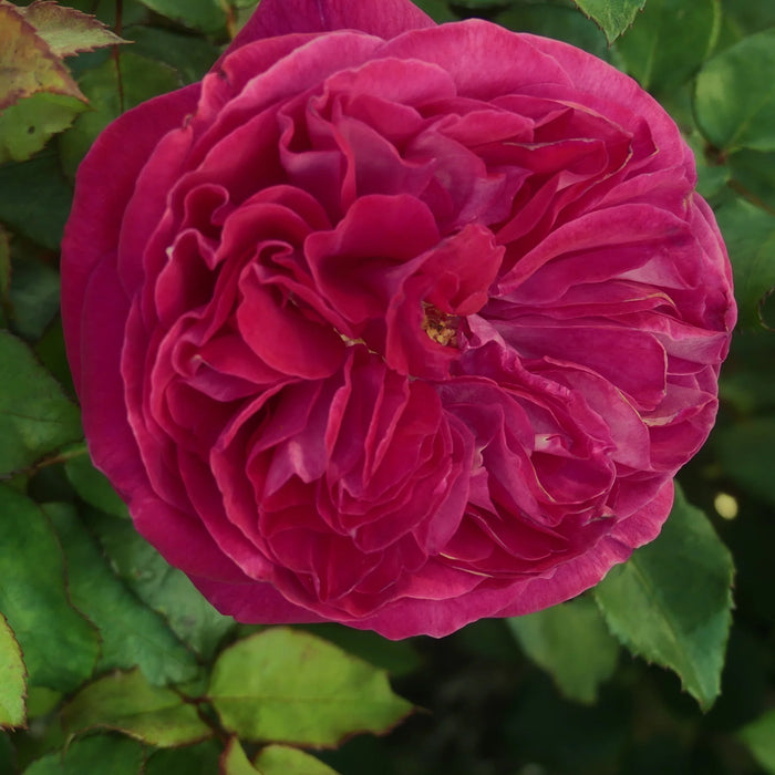 Delightful Parfuma Kordes Rose