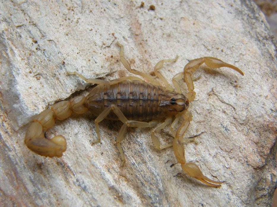 Mesobuthus Eupeus (Lesser Asian scorpion)