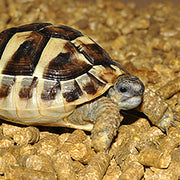 Habistat Repti-Turf 5 Litres