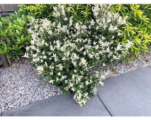 Japanese Spindle | Euonymus japonicus 'Pierrolino' (5 Litre)