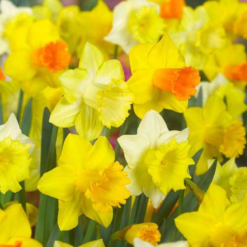 Daffodil Narcissus 'Mixed' (2kg)