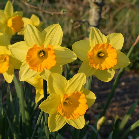 Daffodil Narcissus 'Fortune' (1.5 Kg)