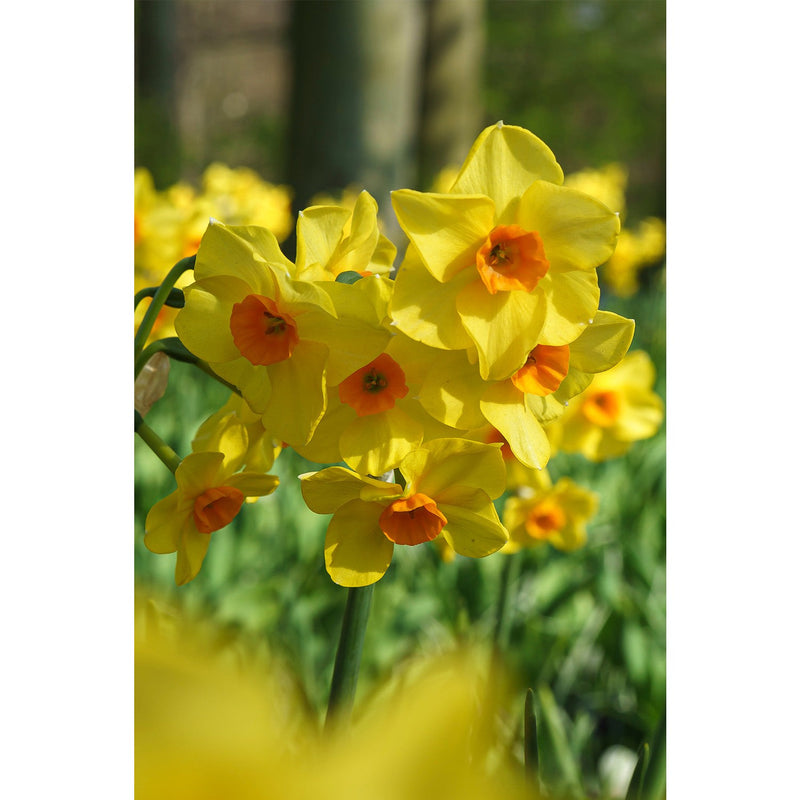 Daffodil Multiflower 'Martinette' (5 bulbs)