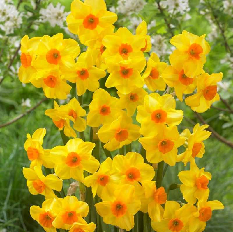 Daffodil Multiflower 'Martinette' (5 bulbs)
