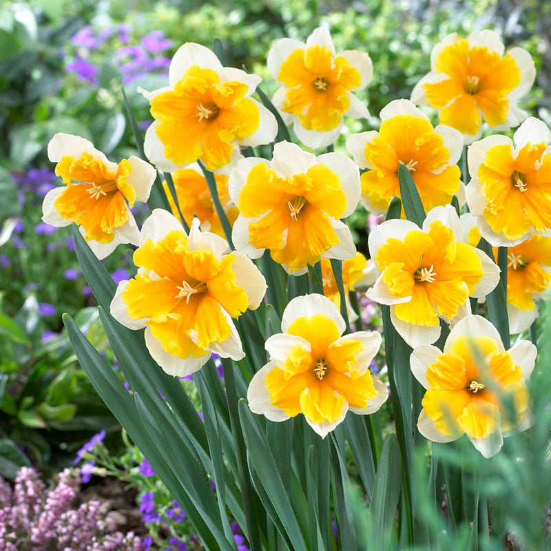 Daffodil Narcissus Orangery (6 Bulbs Per Pack)