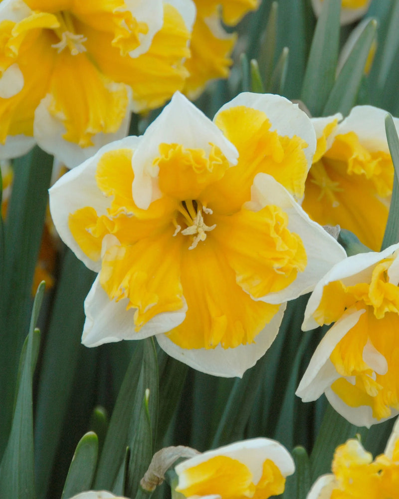 Daffodil Narcissus Orangery (6 Bulbs Per Pack)