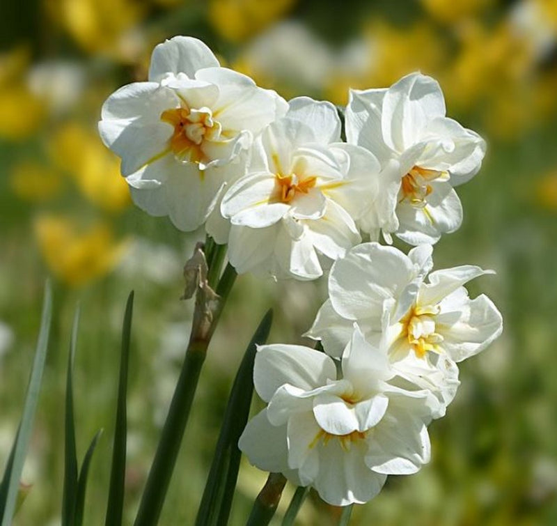 Daffodil Narcissus 'Winston Churchill' (6 Bulbs Per Pack)