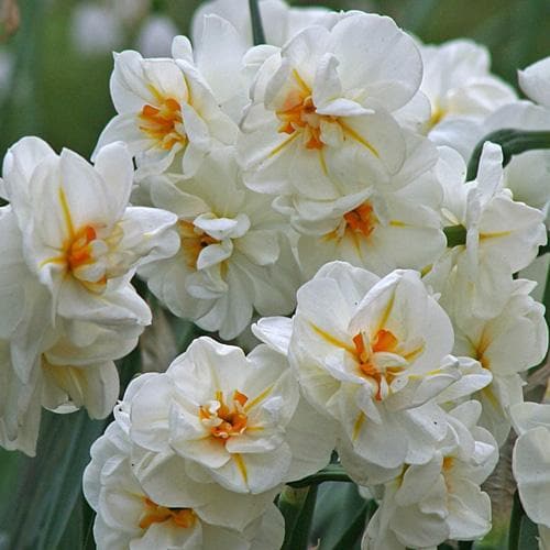 Daffodil Narcissus 'Winston Churchill' (6 Bulbs Per Pack)