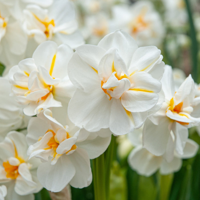 Daffodil Narcissus 'Winston Churchill' (6 Bulbs Per Pack)