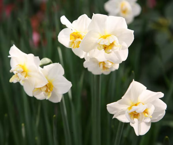 Daffodil 'Cheerfulness' (5 bulbs)
