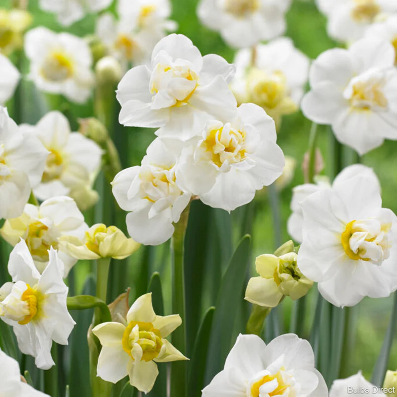 Daffodil 'Cheerfulness' (5 bulbs)