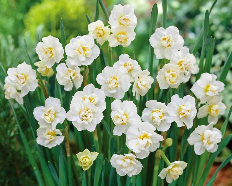 Daffodil 'Cheerfulness' (5 bulbs)