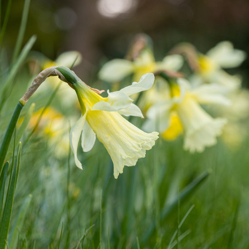 Daffodil Narcissus W.P. Milner (9 Bulbs Per Pack)