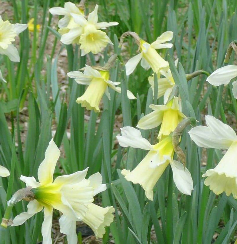 Daffodil Narcissus W.P. Milner (9 Bulbs Per Pack)