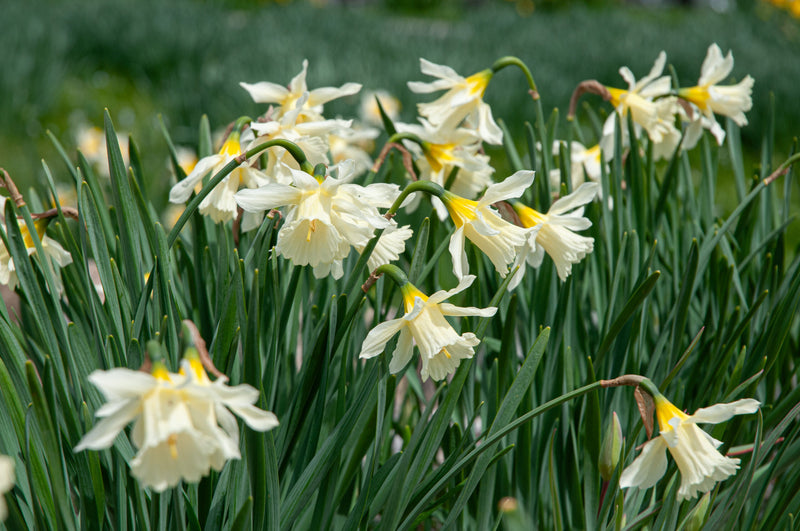 Daffodil Narcissus W.P. Milner (9 Bulbs Per Pack)