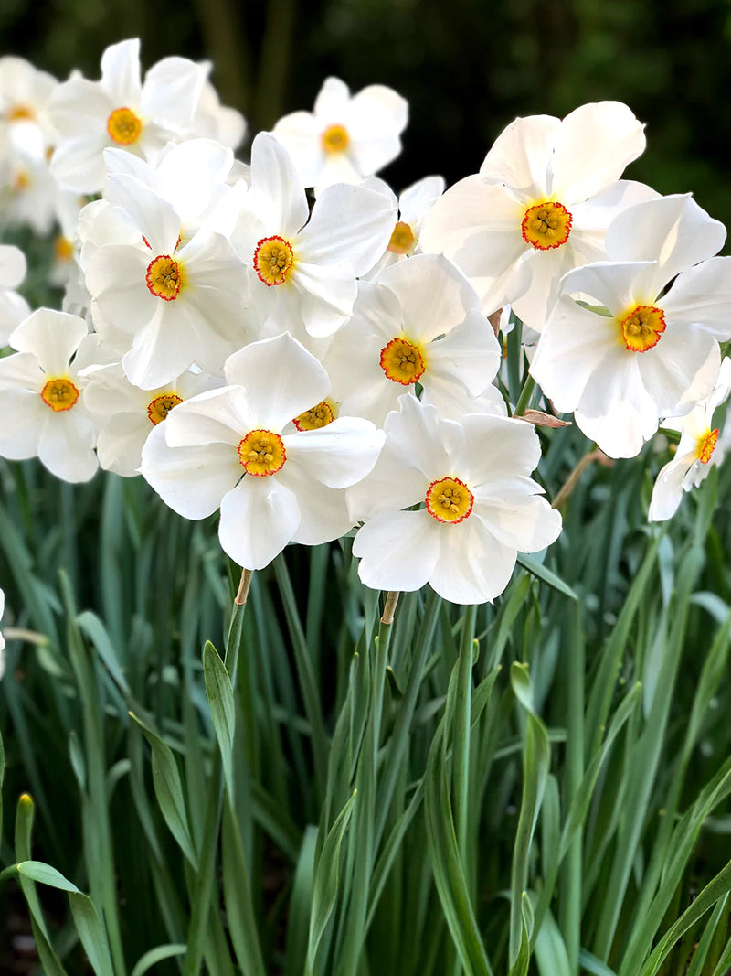 Daffodil Narcissus 'Pheasant's Eye'
