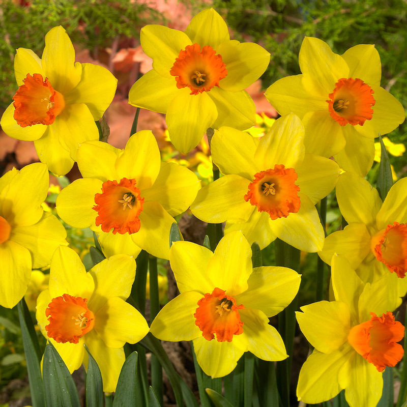 Daffodil Narcissus 'Red Devon' (3kg)