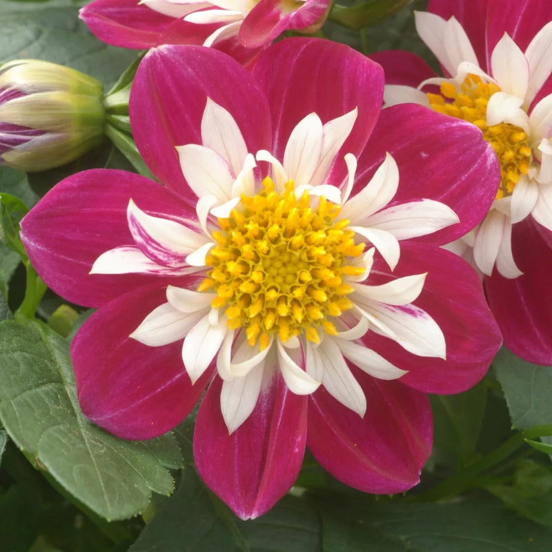 Dahlia Dahlietta 'Surprise Becky'