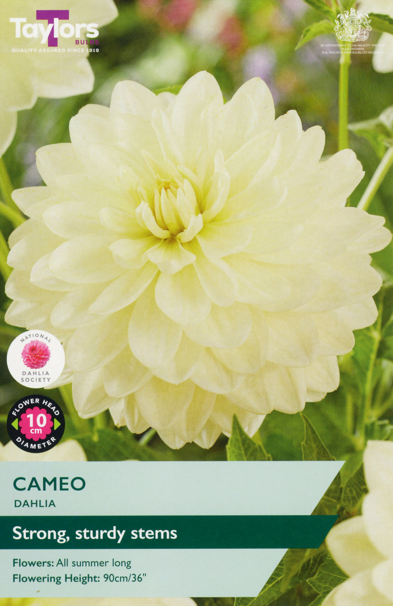 Dahlia Cameo 1 Bulb Per Pack