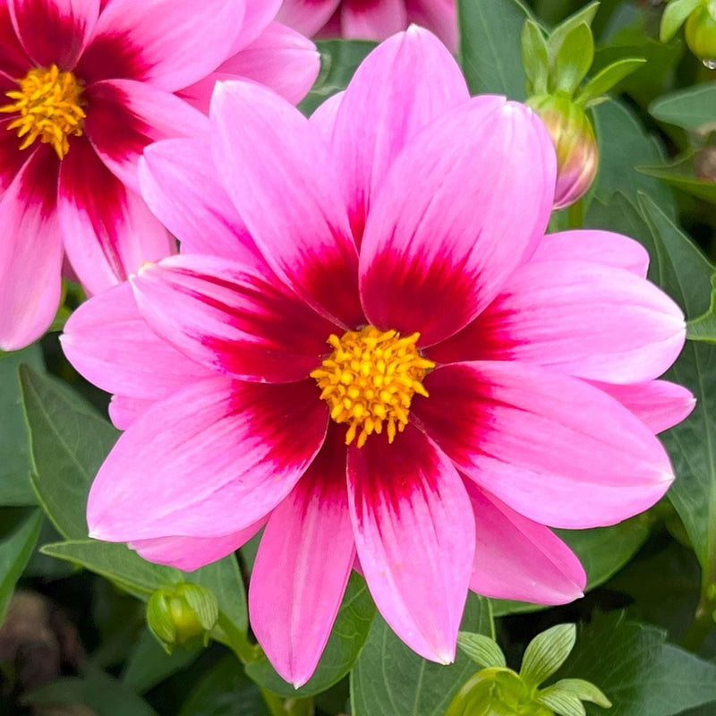 Dahlia Dahlietta 'Surprise Demi'