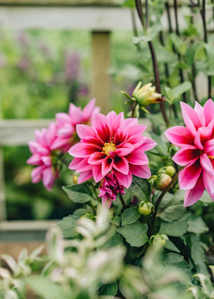 Dahlia Dahlietta 'Surprise Demi'