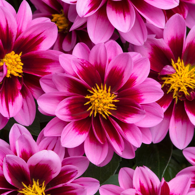 Dahlia Dahlietta 'Surprise Demi'