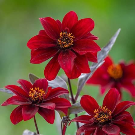 Dahlia Dreamy 'Hot Chocolate' 2L