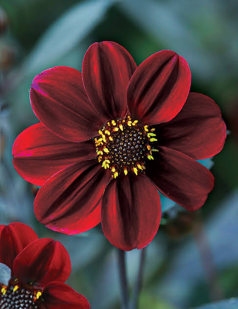 Dahlia Dreamy 'Hot Chocolate' 2L