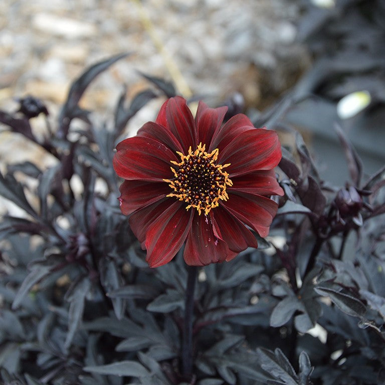 Dahlia Dreamy 'Hot Chocolate' 2L