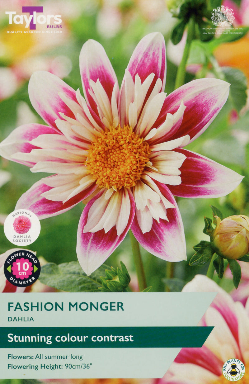 Dahlia Fashion Monger 1 Bulb Per Pack