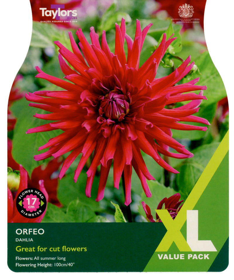 Dahlia Orfeo 3 Bulbs Per Pack