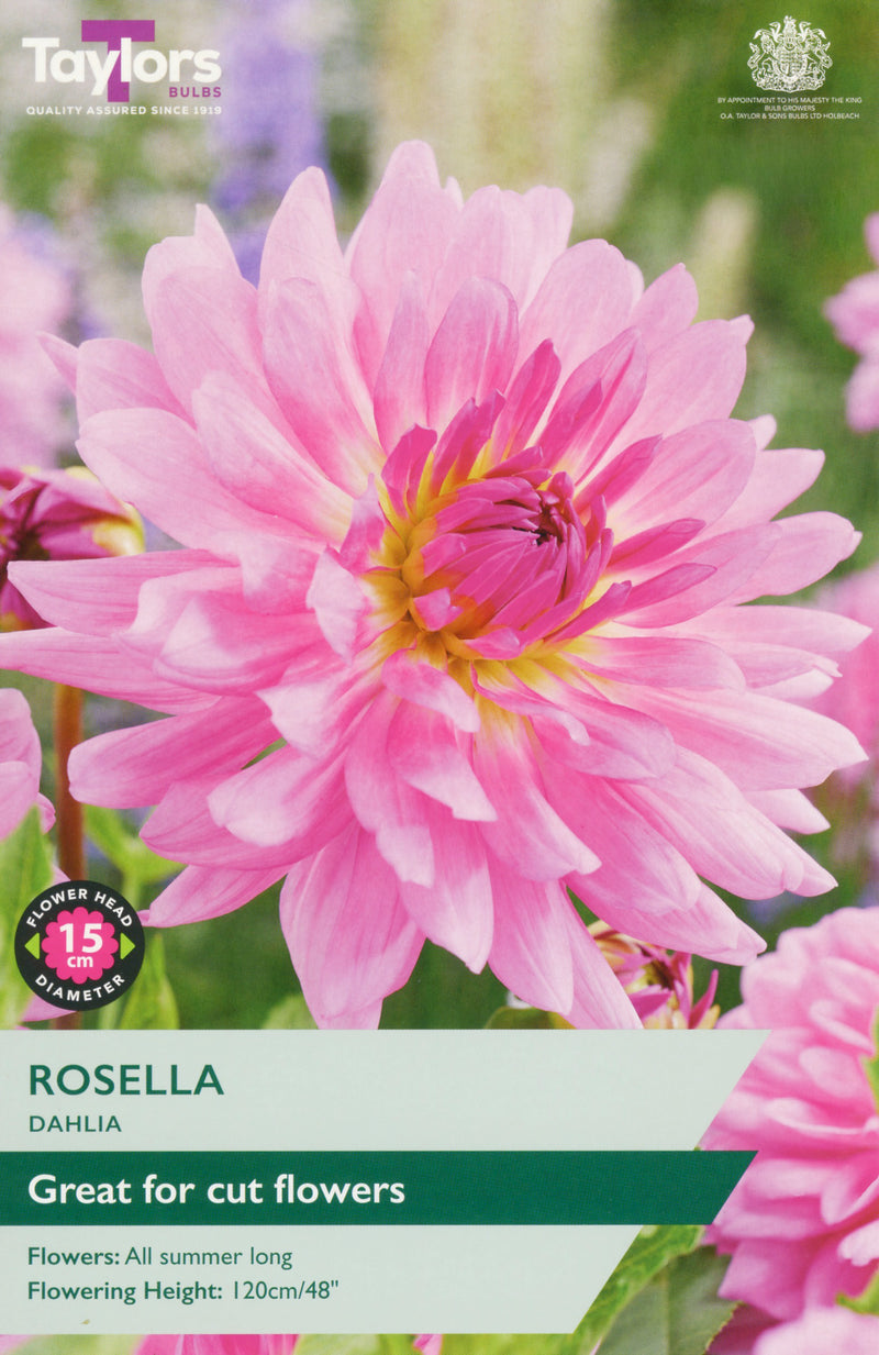 Dahlia Rosella 1 Bulb Per Pack