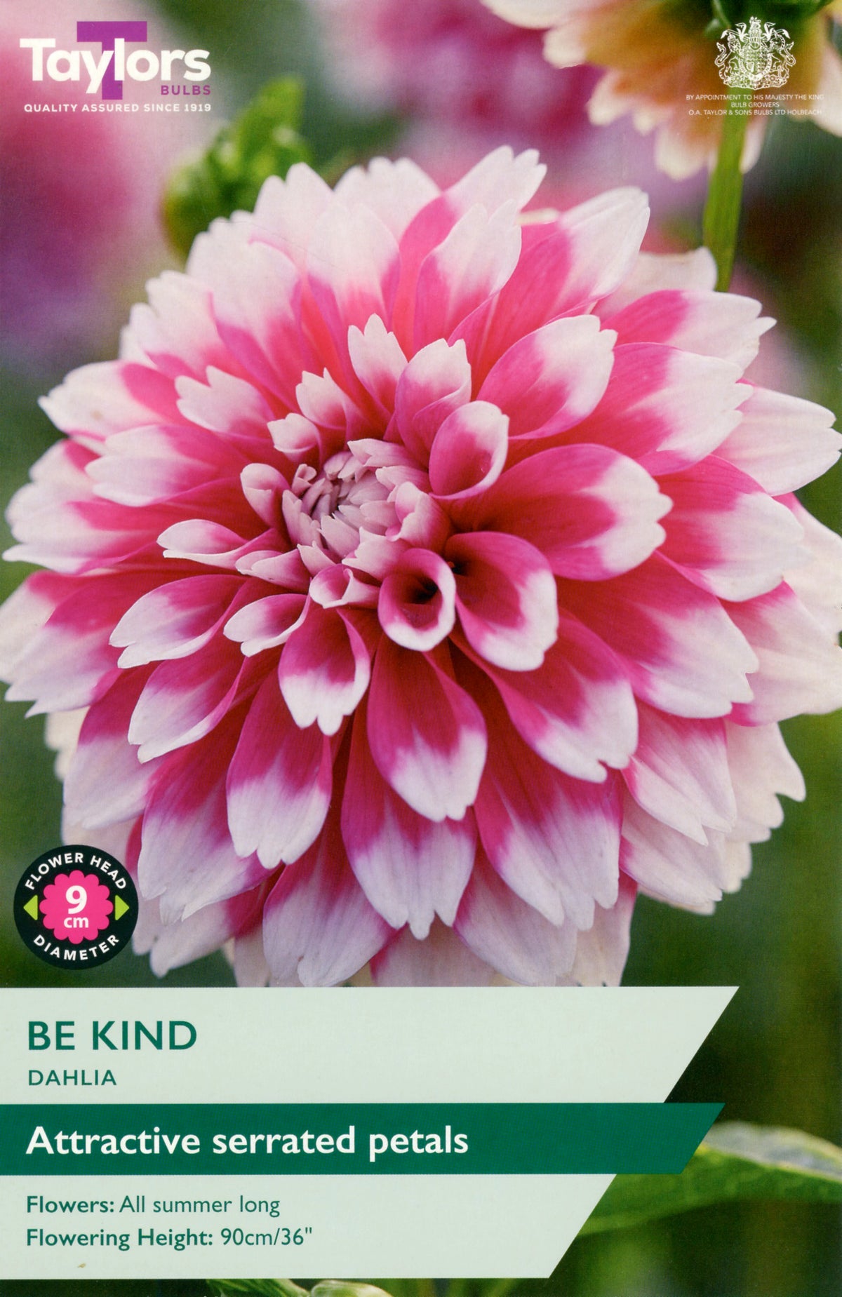 Dahlia_Be_Kind_1_Bulb_Per_Pack