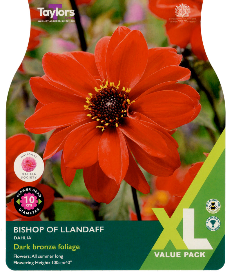 Dahlia Bishop of Llandaff 2 Bulbs Per Pack