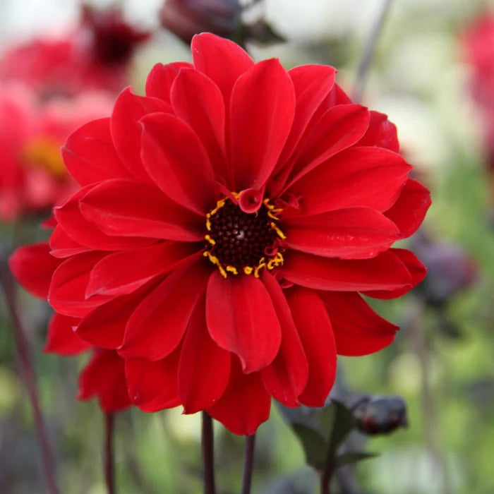 Dahlia 'Bishop of Llandaff'  2Litre