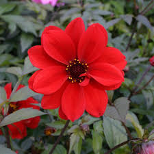 Dahlia 'Bishop of Llandaff'  2Litre