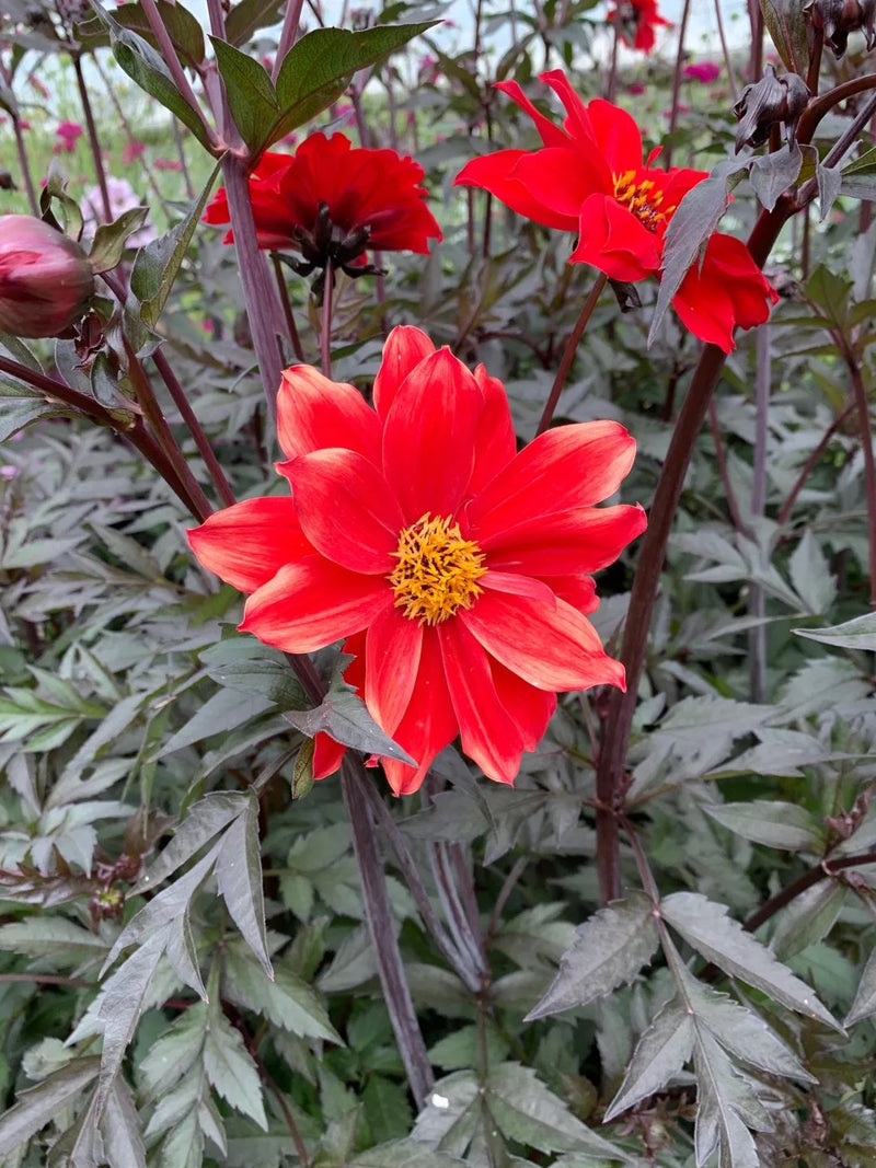 Dahlia 'Bishop of Llandaff'  2Litre