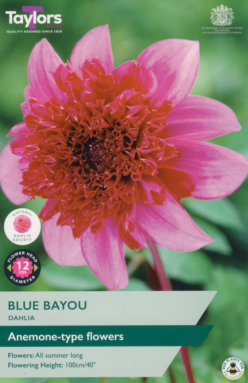Dahlia Blue Bayou 1 Bulb Per Pack