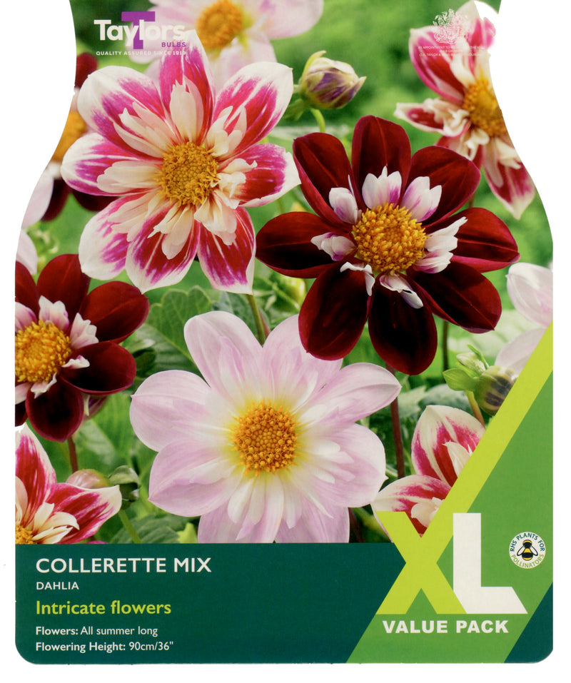 Dahlia Collarette Mixed 2 Bulbs Per Pack