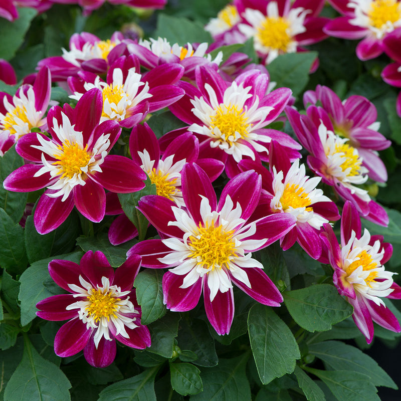 Dahlia Dahlietta 'Surprise Becky'